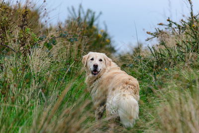 High angle view of golden retriever on grass against sky