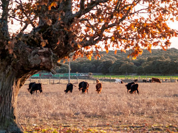 Horses in a field