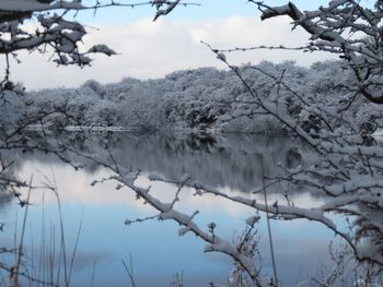 Close-up of frozen trees against sky