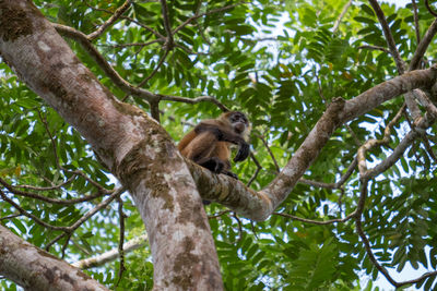 Low angle view of a monkey sitting on tree