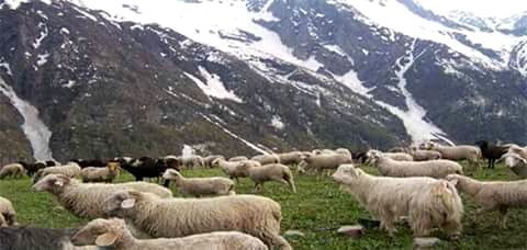 Sheep grazing in pasture