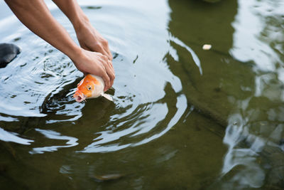 Man catching or releasing koi or carp fish into a pond hoping for luck