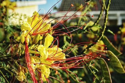 Close-up of plant against blurred background