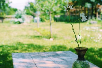 Flower pot at table in back yard