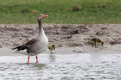 View of birds on beach