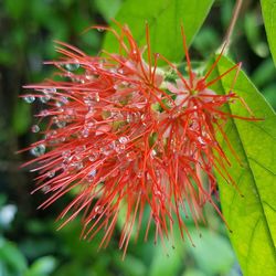 Close-up of red flower