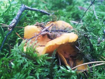 Close-up of mushroom growing on field