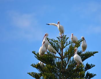 Low angle view of bird perching on tree against sky