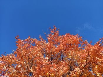 Low angle view of flowering plant against blue sky