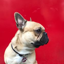 Close-up of dog against red background