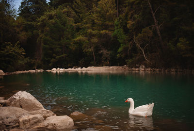 Swans swimming in lake