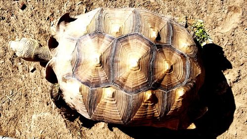 Close-up of tortoise on field