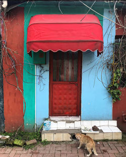 Cat sitting outside building