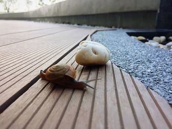 Close-up of snail on wood