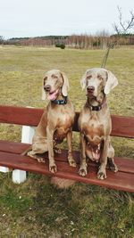 Portrait of dogs on bench