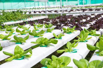 Plants growing in greenhouse