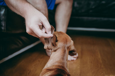 Cropped hand touching dog on hardwood floor