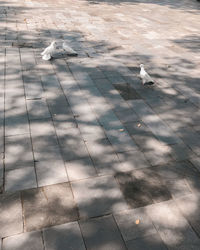 High angle view of pigeons flying