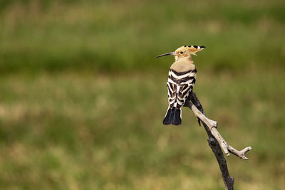 Close-up of bird perching on a plant