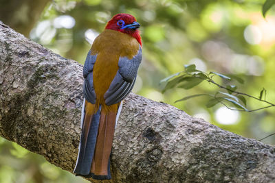 Close-up of bird perching on tree