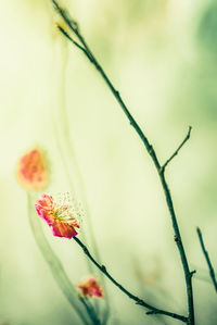 Close-up of red flowering plant