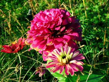 Close-up of flowers blooming outdoors