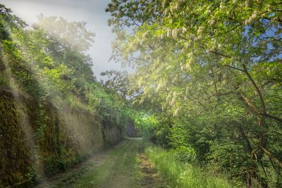 Scenic view of forest