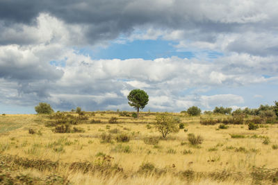 Trees on field against sky