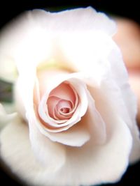 Close-up of white rose