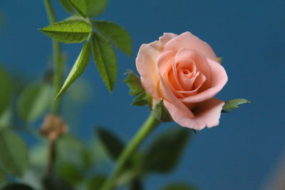 Close-up of flower against sky