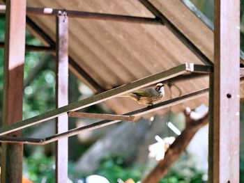 bird