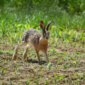 Portrait of rabbit on field