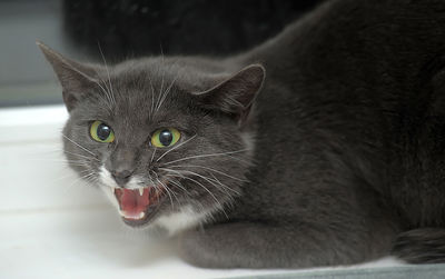 Close-up portrait of a cat