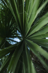 Close-up of green leaves