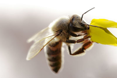 Close-up of bee pollinating on flower