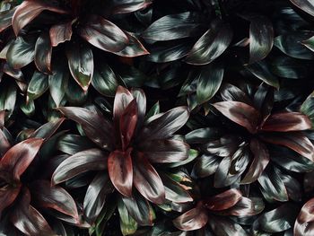 Close-up of flowers