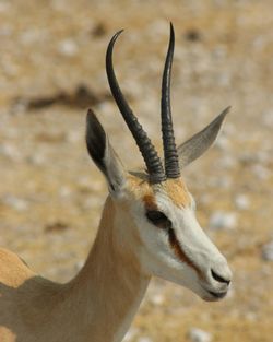 Close-up of giraffe