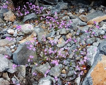 High angle view of pink flowering plants on rock