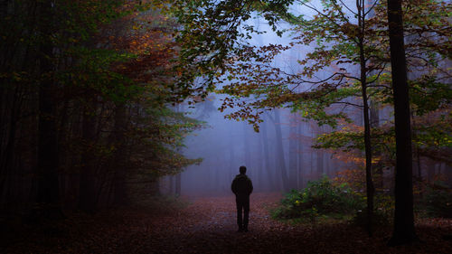 Rear view of man walking in forest