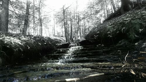 River flowing through forest