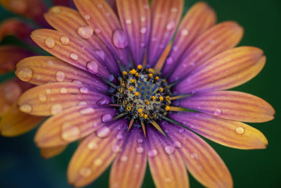 Osteospermum