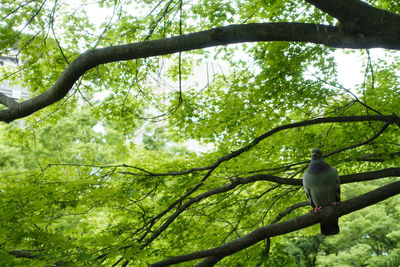Low angle view of bird perching on tree
