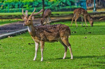 Deer standing in a field