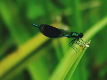 Close-up of damselfly