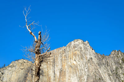 Low angle view of bare tree against clear blue sky