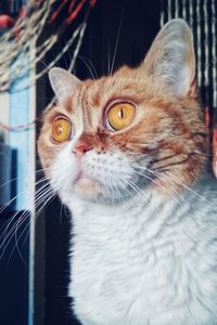 Close-up portrait of a cat