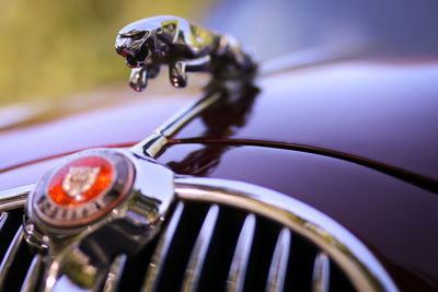 Close-up of snake on car