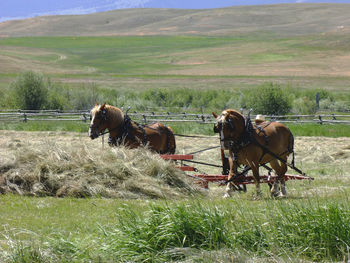 Horse in field