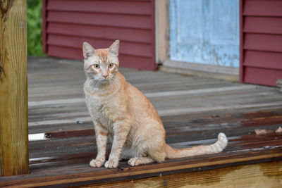 Portrait of a cat sitting on wood