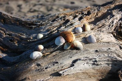 High angle view of shells on ground